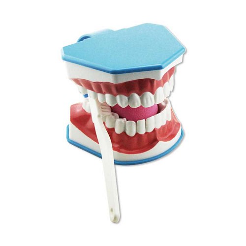 Clinique Model dinti cu limba si periuta