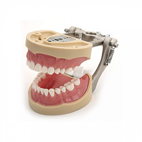 TR Model standard cu 28 dinti si gingie