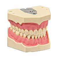 AG-3 Model dinti maxilar S mandibular