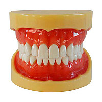 Clinique Model 28 dinti inlocuibili