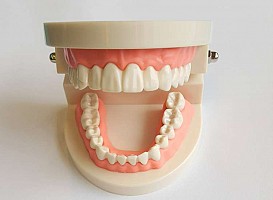Clinique Model dinti Standard 28 dinti