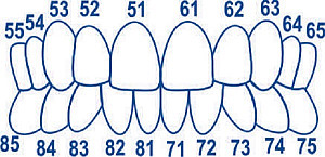Kit Coroane Silicon Transparente Pediatrice Pentru Anteriori 20buc 1913 Tor VM - imagine 2
