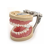 TR Model standard cu 28 dinti si gingie
